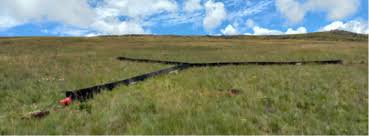 Image result for Coleochloa