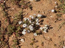 Image result for Zaluzianskya tropicalis