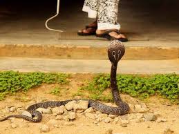 Pertanda ular masuk rumah pada pagi, siang dan malam hari (maghrib & subuh). Jangan Panik Lakukan Hal Ini Jika Digigit Ular Alodokter