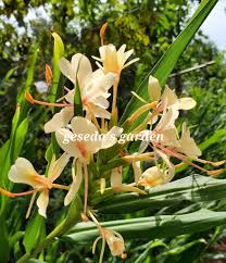 Image result for Helichrysum moggii