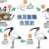 高美溼地被國外網站評為一生必遊一次的景點，去年吸引超過144萬遊客造訪，也吸引埃及聖䴉定居。 記者直擊高美堤街旁的潮間帶，10多隻野鳥露出黑色長腳，穿梭在雲林莞草中，以鐮刀狀的長嘴，埋頭大啖魚蟹螺貝。 林務局看過照片後，證實埃及聖䴉入侵高美溼地。 農田搶地盤 危及本土鳥. Https Encrypted Tbn0 Gstatic Com Images Q Tbn And9gcspex 0qnwq0nh1l6 Uczj9vhpu7d0zfvo7c19i0jagm85whpyk Usqp Cau