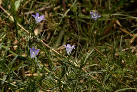 Image result for Gunillaea rhodesica