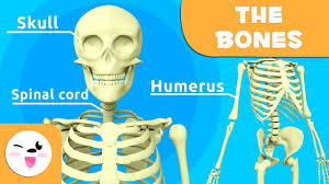 They also carry the senses of touch, pain and temperature back from the hands to the brain. The Skeletal System Educational Video About Bones For Kids Https Youtu Be Vhccgrnssog Youtube