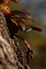 Image result for Bulbophyllum elliotii