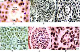 Angiosperm Life Cycle - Digital Atlas Of Ancient Life