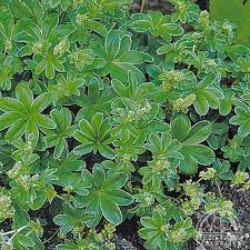 Image result for Alchemilla ellenbeckii