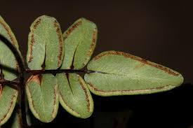 Image result for Pellaea boivinii