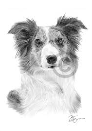 1 year 9 month old in tact blue merle female. Blue Merle Border Collie Pencil Drawing Artwork Print A4 Size Signed Dog Ebay
