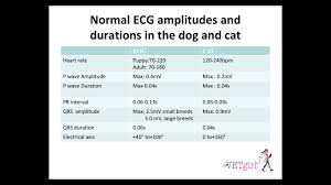Normal Ecg Amplitudes Normal Ecg Pr Interval Small Breed