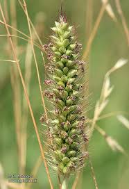 Image result for Setaria pumila