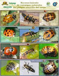 Enemigos Naturales Pulgon Amarillo Del Sorgo Fitochapingo