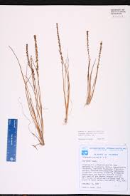 Image result for Triglochin striata