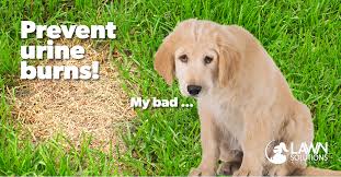 Some bloggers think that it is the best natural remedy for lawn burns. Dog Urine Burns Help Lawn Solutions Australia