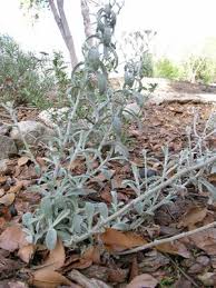 Image result for Gnaphalium