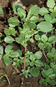 Image result for Amaranthus blitum