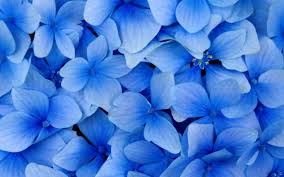 'berlin' has the largest flowers in the cityline series. Blue Hydrangea Flower Hd Wallpaper Wallpaper Flare