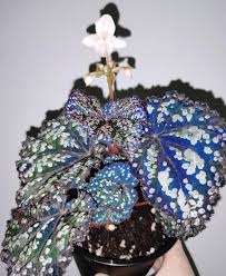 Image result for Begonia princeae