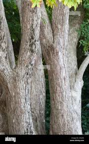 Image result for Millettia grandis