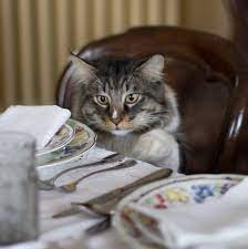 kedilerin yememesi gereken yiyecekler pet ihtiyac blog