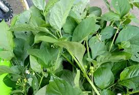 Check spelling or type a new query. Pucuk Lumai Simak 10 Manfaatnya Bengkuluinteraktif Com