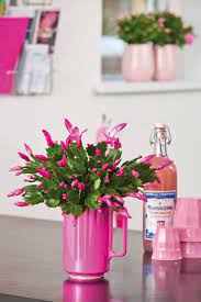 Piante dainterno con fiori rose : Schlumbergera Truncata Viridea Coltivare Fiori Piante Piante Da Interno