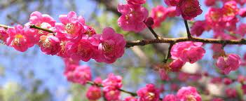 Spring blooms, rich fall hues, and fast tree growth why jacaranda trees? Japanese Flowering Apricot Prunus Mume Kobai