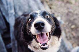 Puppy love grooming el paso. Fur Babies Grooming Salon Spa Pet Grooming El Paso Tx
