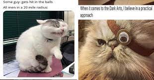 Top 20 Memes Of The Week Cheezburger Users Edition 40 Cat Memes Cats Funny Cat Memes