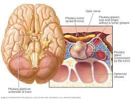 Image result for Prolactin
