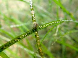 Image result for Zostera capensis