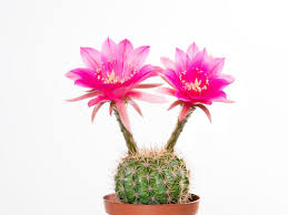 Please, try to prove me wrong i dare you. What Cactus Fits Your Vibe