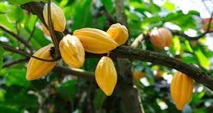 We did not find results for: How To Grow A Cacao Tree In A Hurry Science News For Students