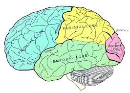 Перевод слова brain, американское и британское произношение, транскрипция, словосочетания, однокоренные слова, примеры использования. Can Your Brain Really Be Full Scientific American