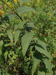 Image result for Eriocephalus ambiguus