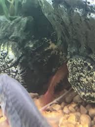 Faqs On Platy Diseases/Health 2