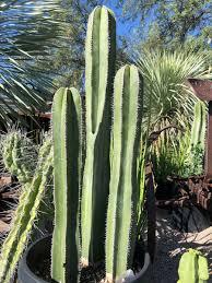 Use extreme caution when handling. Columnar Cacti For The Southwest Finegardening