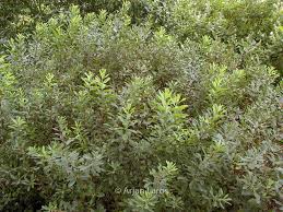 Image result for Myrica