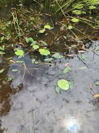 Image result for Ottelia kunenensis