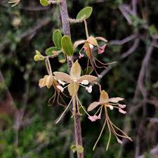 Image result for Cadaba farinosa