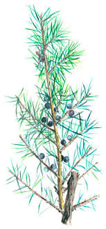 Wacholderbeere f (genitive wacholderbeere, plural wacholderbeeren). Wacholderbeere Meisterkrautertherapie