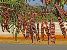 Image result for Acacia angustissima