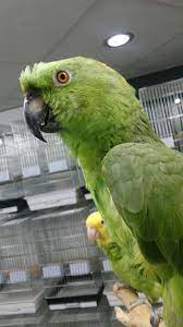 صنعت چند تریلیون دلاری؛ چرا بیت کوین آمازون بعدی است؟ ریحانه کاظمیان مقدم. Parrots World Twitter àªªàª° ÙŠÙ„ÙˆÙ†Ø§Ø¨ Ø£Ù…Ø§Ø²ÙˆÙ† ÙƒØ§Ø³ÙƒÙˆ ÙƒÙˆÙƒØ§ØªÙˆ Ø¨Ù„ÙˆÙØ±ÙˆÙ†ØªØ¯ ÙŠÙ„ÙˆÙƒØ±Ø§ÙˆÙ† Http T Co Arthmn023f