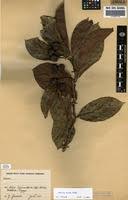 Image result for Morinda lucida