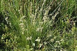 Image result for Juncus lomatophyllus