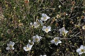 Image result for Toddaliopsis