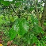 Image result for Neoboutonia