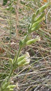 Image result for Silene kiwuensis