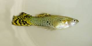 My friend works for a top of the line restaurant in la and they leave the raw fish at room temperature for up to 7 hours. Why Do My Guppies Keep Dying