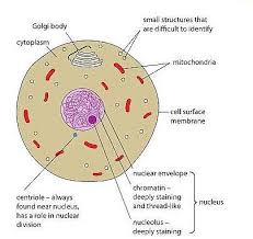 Maybe you would like to learn more about one of these? Animal Cell Structure And Organelles With Their Functions Jotscroll