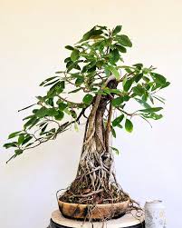 Image result for Ficus natalensis
